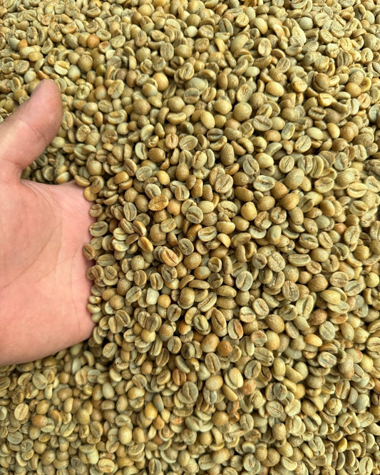 Thailand, Anaerobic (Kombucha) Green Coffee