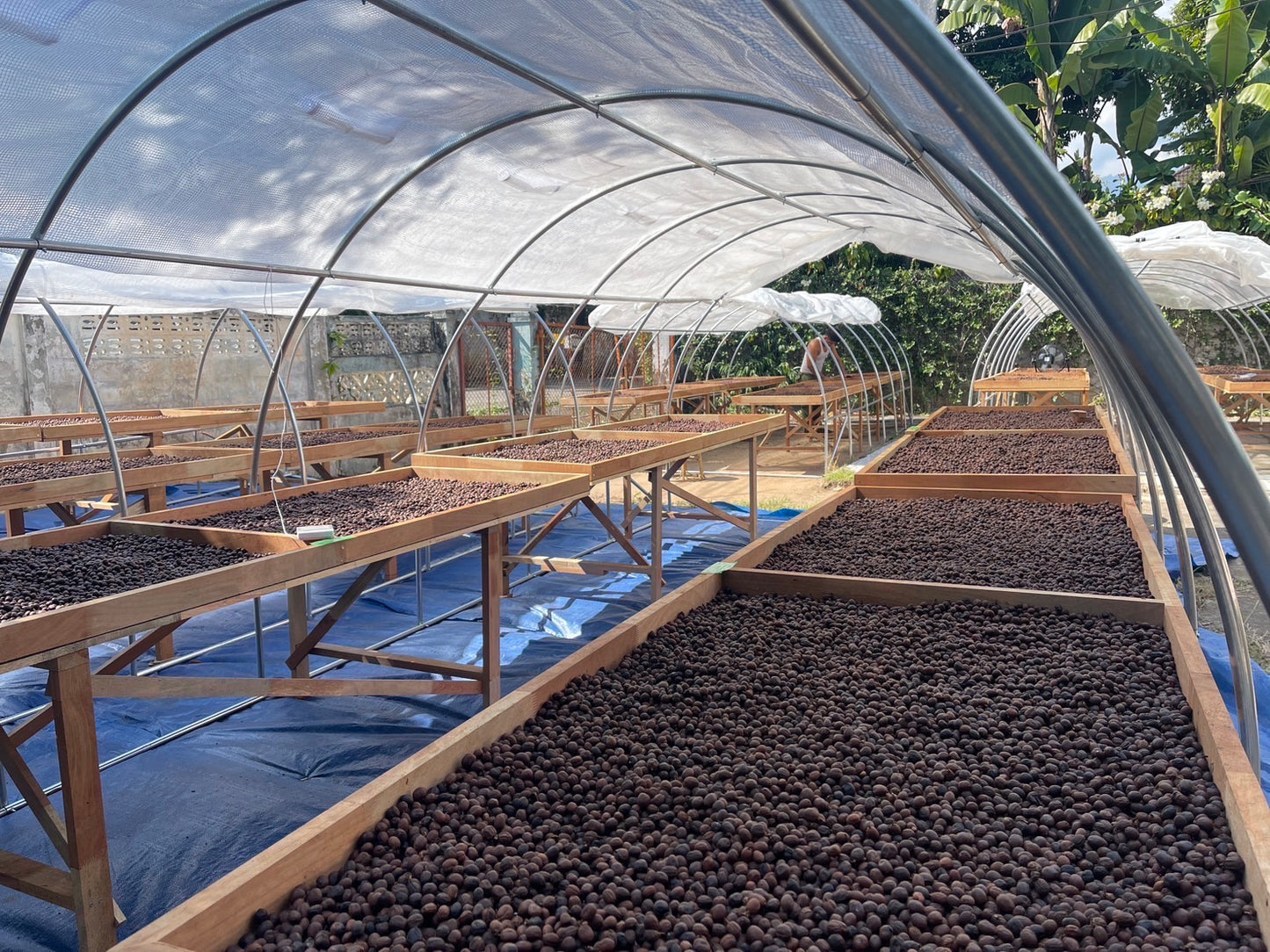 Thailand - Yosniyom Coffee Farm - Carbonic Maceration Green Coffee