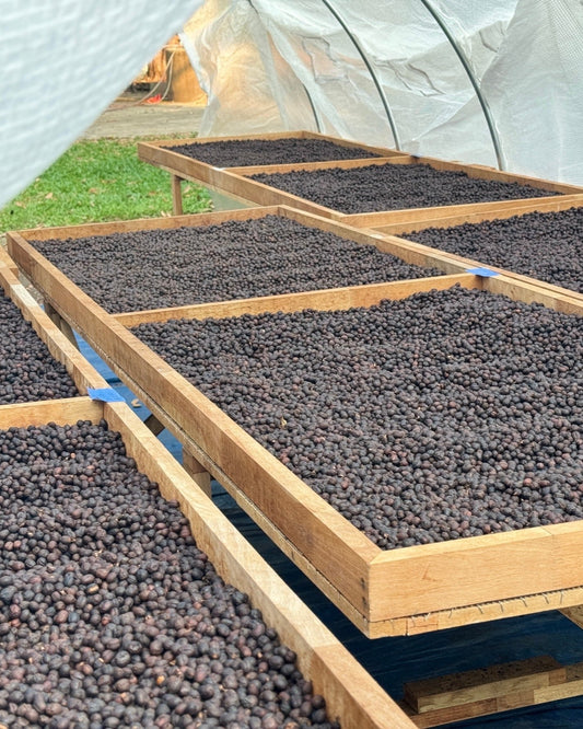 Thailand, Anaerobic (INTENSO) Green Coffee