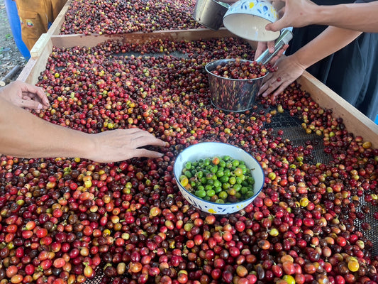Thailand - Yosniyom Coffee Farm - Carbonic Maceration Green Coffee