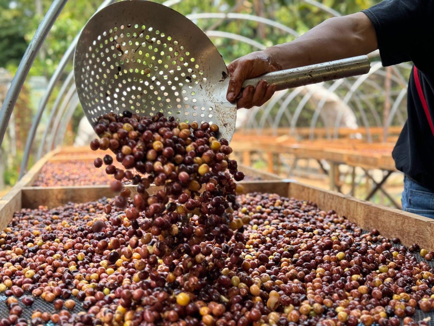 Thailand, Anaerobic (Kombucha) Green Coffee