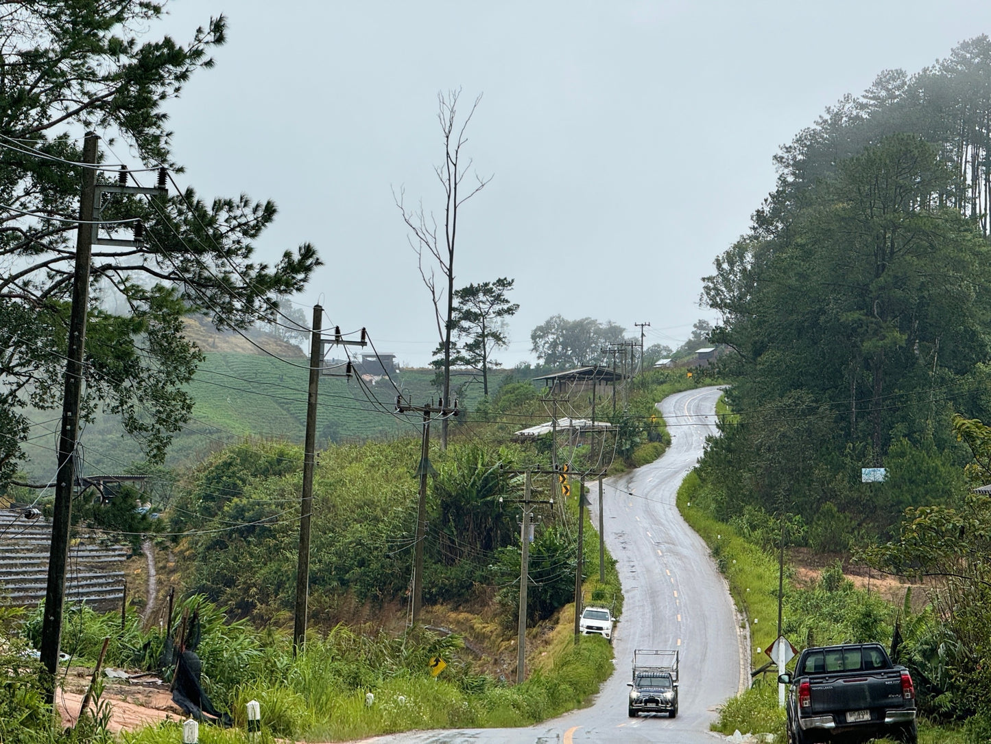 Thailand, Anaerobic (Kombucha) Green Coffee