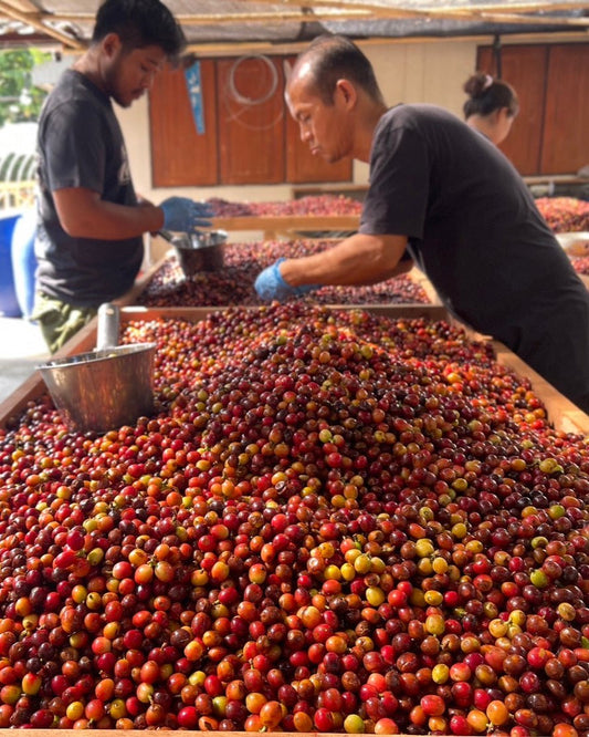 Thailand, Anaerobic (CIMA) Green Coffee