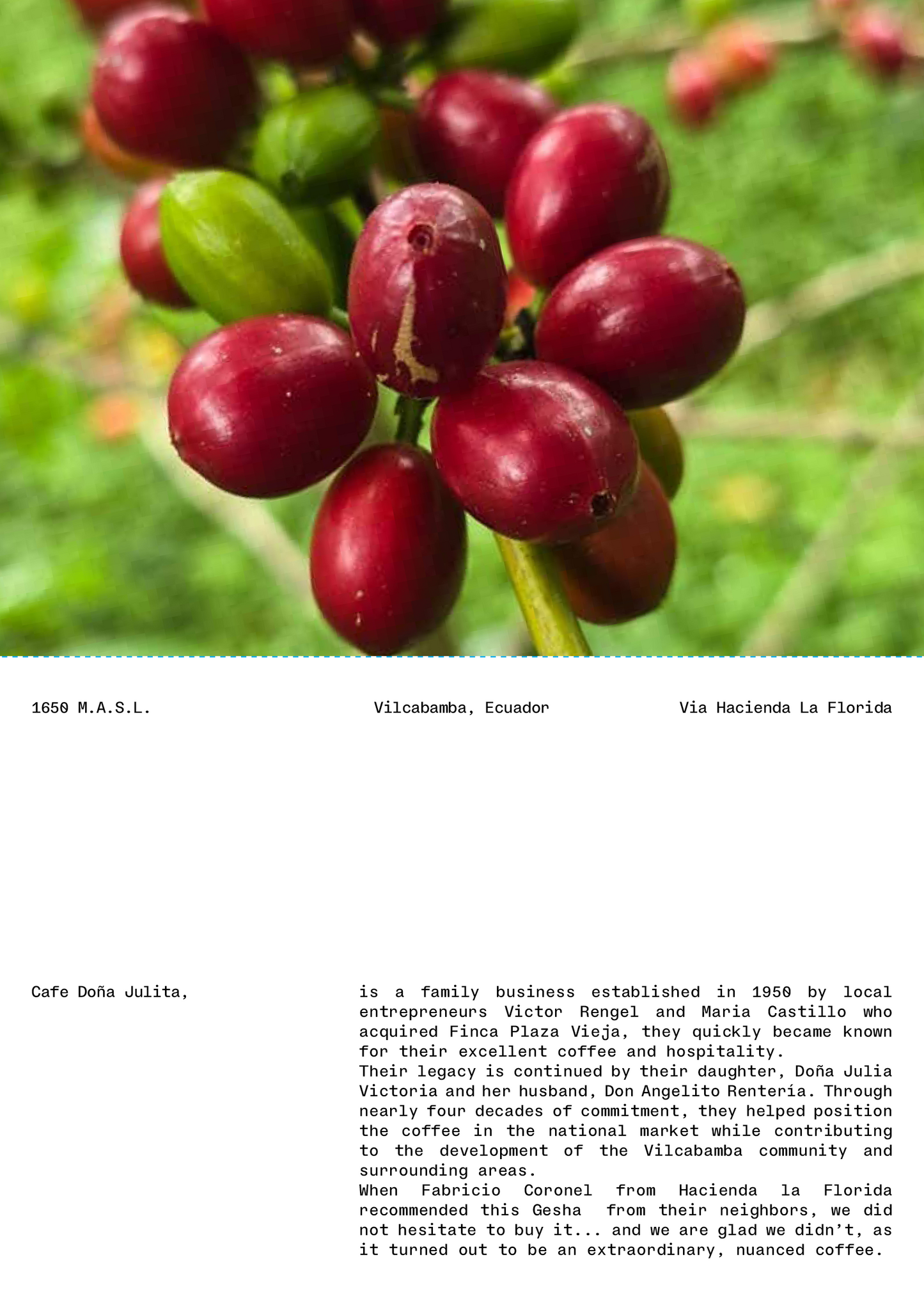Gesha Washed, Finca Plaza Vieja